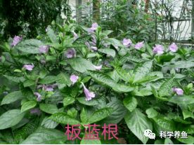 14種中草藥在水產(chǎn)養(yǎng)殖中的神奇應(yīng)用，里面一定有您不清楚的